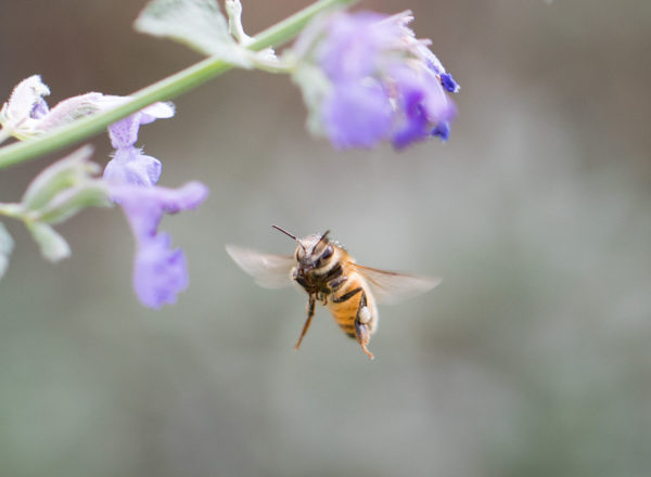 Bijenweetjes